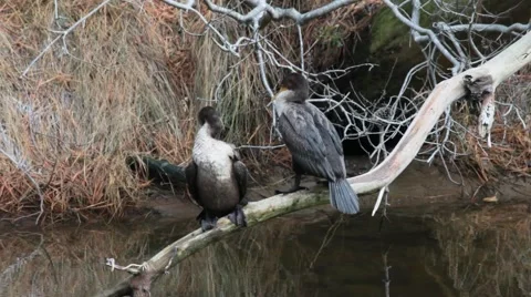 Double-Crested Cormorants Stock Footage 64803655