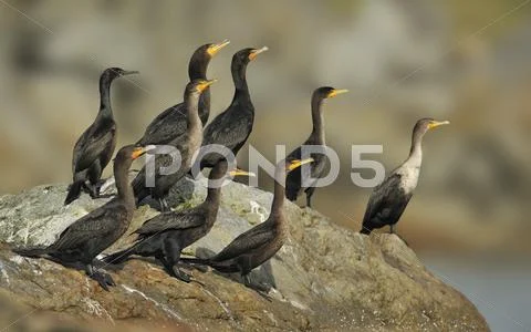 Double-Crested Cormorants (Phalacrocorax Auritus) On Rocks Near Entrance To