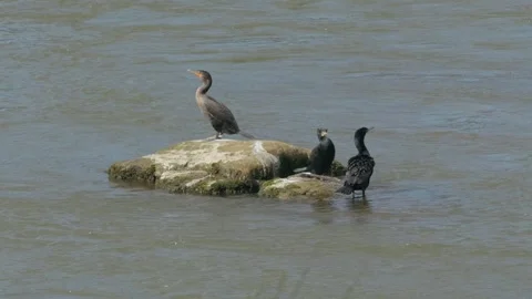 Double-Crested Cormorants Preening and Resting on a River Rock Outcrop Vídeo Stock 346852829