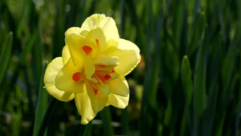 Double  Daffodil Blossom Stock Footage 172222233