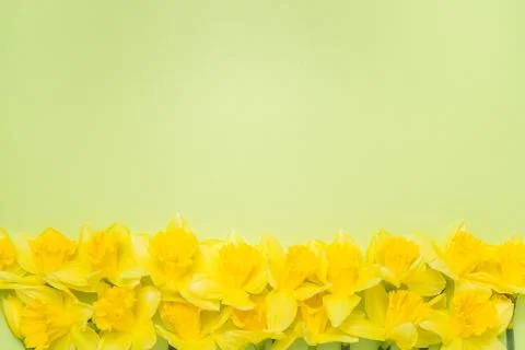 Double daffodil border Stock Photos