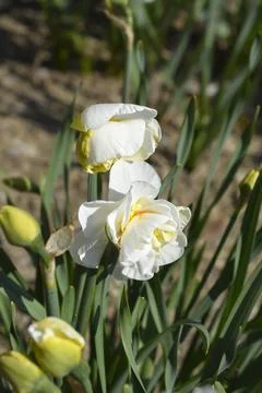 Double Daffodil Flower Drift Stock Photos