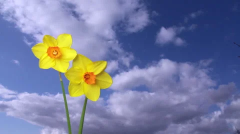 Double Daffodils composited over Sky with key source Stockbeeldmateriaal 48623168