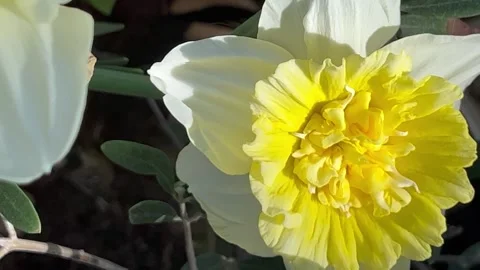 Double daffodils in the garden Stock Footage 242513349
