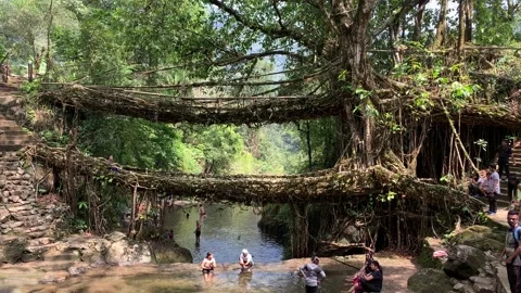 Double decker living root bridge Stock-Footage 161908641