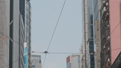 Double decker tram approach the stop in Hong Kong Stock Footage 127506415