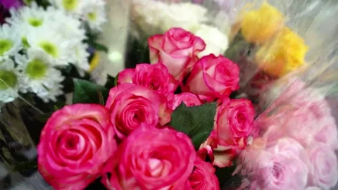 Double Delight rose Stock Footage 320958641