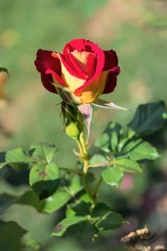 Double Delight Rose Stock Photos