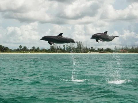 Double dolphin Foto stock