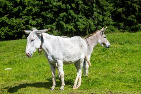 Double donkey Stock Photos