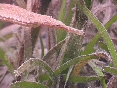 Double-ended pipefish hovering on seagrass meadow, Syngnathoides biaculeatus, Stock Footage