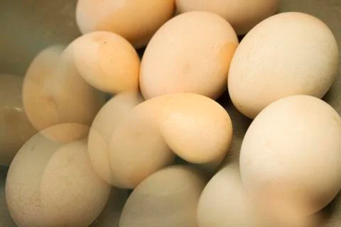 Double expossure eggs Stock Photos