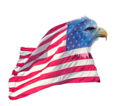 Double exposure  of  bald eagle on american flag. Stock Photos