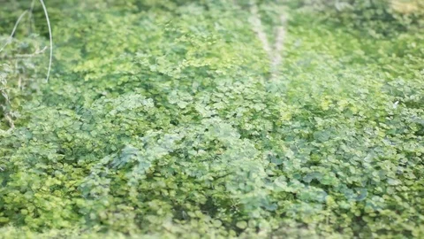 Double exposure beautiful green grass and fern, spring gardening, hd video Video stock 104386777