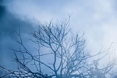 Double exposure blended with  Tree and clouds Stock Photos