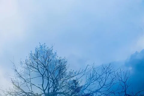 Double exposure blended with  Tree and clouds Stock Photos