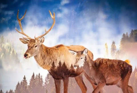 Double exposure of deer and pine forest - save our planet - fight global warm Stock Photos