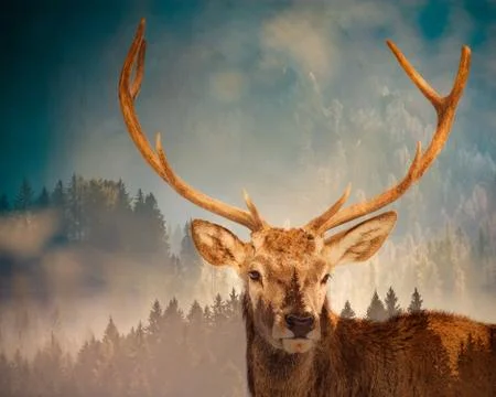Double exposure of deer and pine forest - save our planet - fight global warm Stock Photos