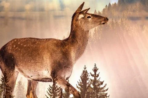 Double exposure of deer and pine forest - save our planet - fight global warm Stock Photos