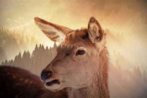 Double exposure of deer and pine forest - save our planet - fight global warm Stock Photos