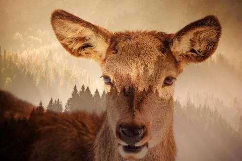 Double exposure of deer and pine forest - save our planet - fight global warm Stock Photos