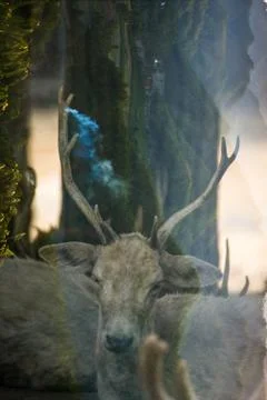 Double exposure of deer with the forest Stock Photos