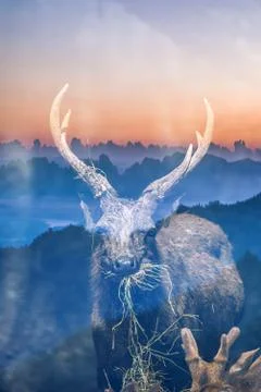 Double exposure of deer with the forest Stock Photos