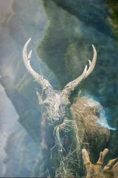 Double exposure of deer with the forest Stock Photos