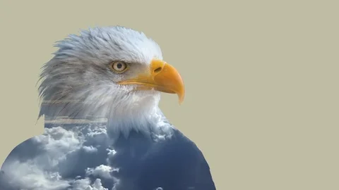 Double exposure of eagle Stock Footage 84746535
