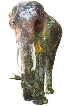 Double Exposure Effect Elephant with elephant and city to use for problems No Foto stock