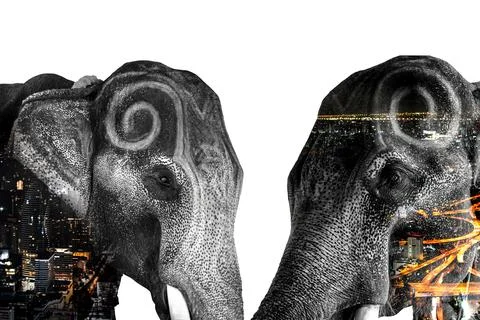 Double Exposure Effect Elephant with elephant and city to use for problems No Foto stock