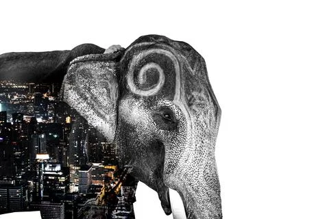 Double Exposure Effect Elephant with elephant and city to use for problems No Foto stock