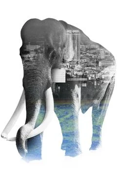 Double Exposure Effect Elephant with elephant and city to use for problems No Foto stock