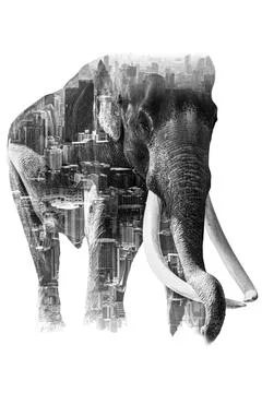Double Exposure Effect Elephant with elephant and city to use for problems No Stock Photos