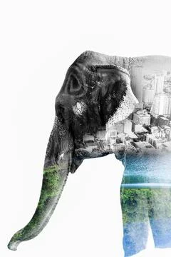 Double Exposure Effect Elephant with elephant and city to use for problems No Foto stock