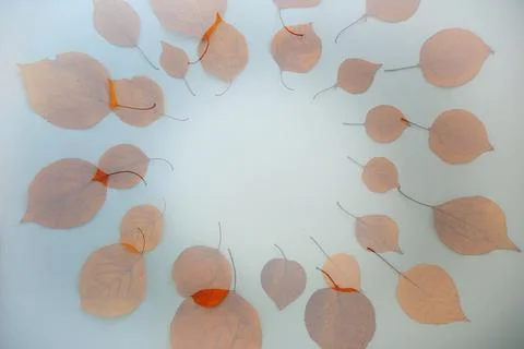 Double exposure Flatlay circular text frame autumn dry leaves blue background Stock Photos