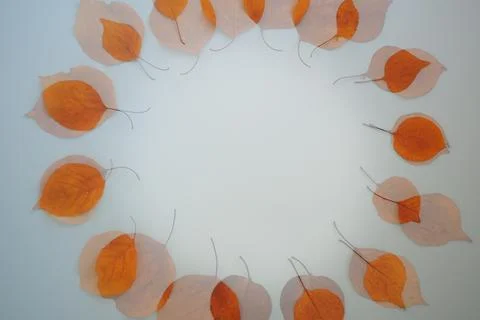 Double exposure Flatlay circular text frame autumn dry leaves blue background Stock Photos