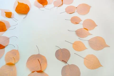 Double exposure Flatlay circular text frame autumn dry leaves blue background Stock Photos