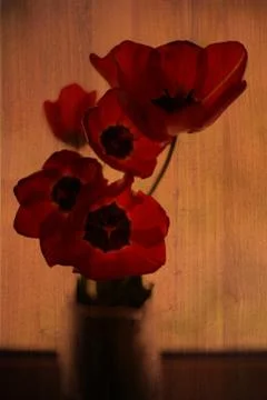 Double exposure of floral objects Stock Photos