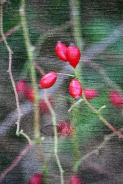 Double exposure of floral objects Stock Photos