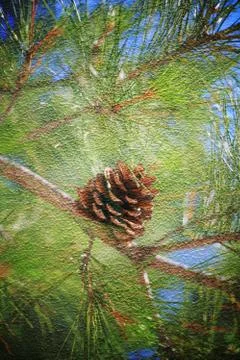 Double exposure of floral objects Stock Photos