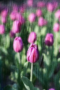 Double exposure of floral objects Stock Photos