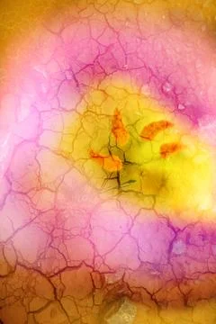 Double exposure of floral objects Stock Photos
