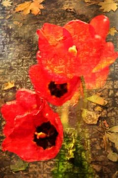 Double exposure of floral objects Stock Photos