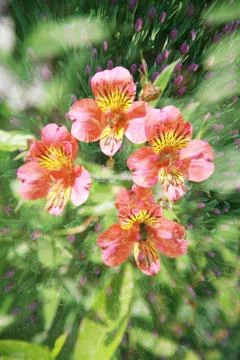 Double exposure of floral objects Stock Photos