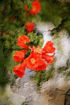 Double exposure of floral objects Stock Photos