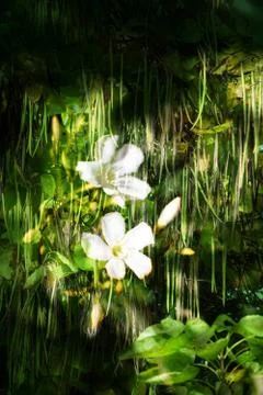 Double exposure of floral objects Stock Photos
