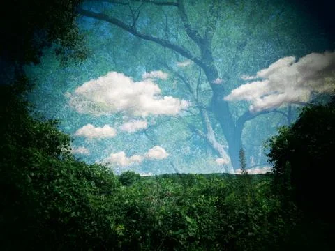 Double exposure forest Stock Illustration