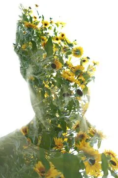 A double exposure full front portrait disappearing into sunflowers photo Stock Photos