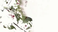 Double Exposure. The Girl's Face In Profile. Cherry Tree . Stock Footage